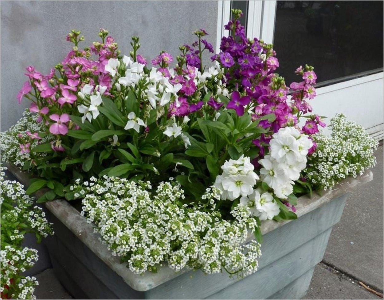 Альпийская горка миксбордер Хоста