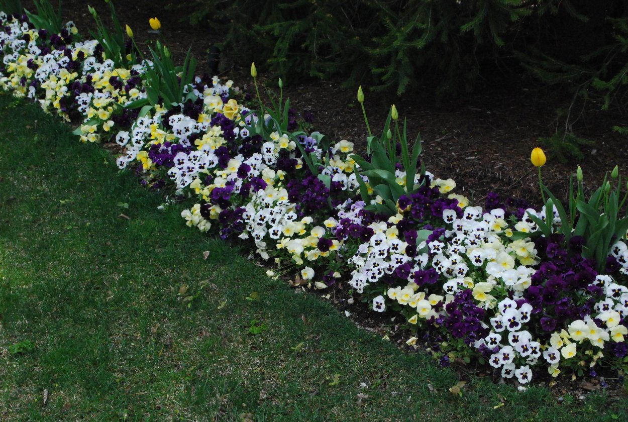 Алиссум на клумбе