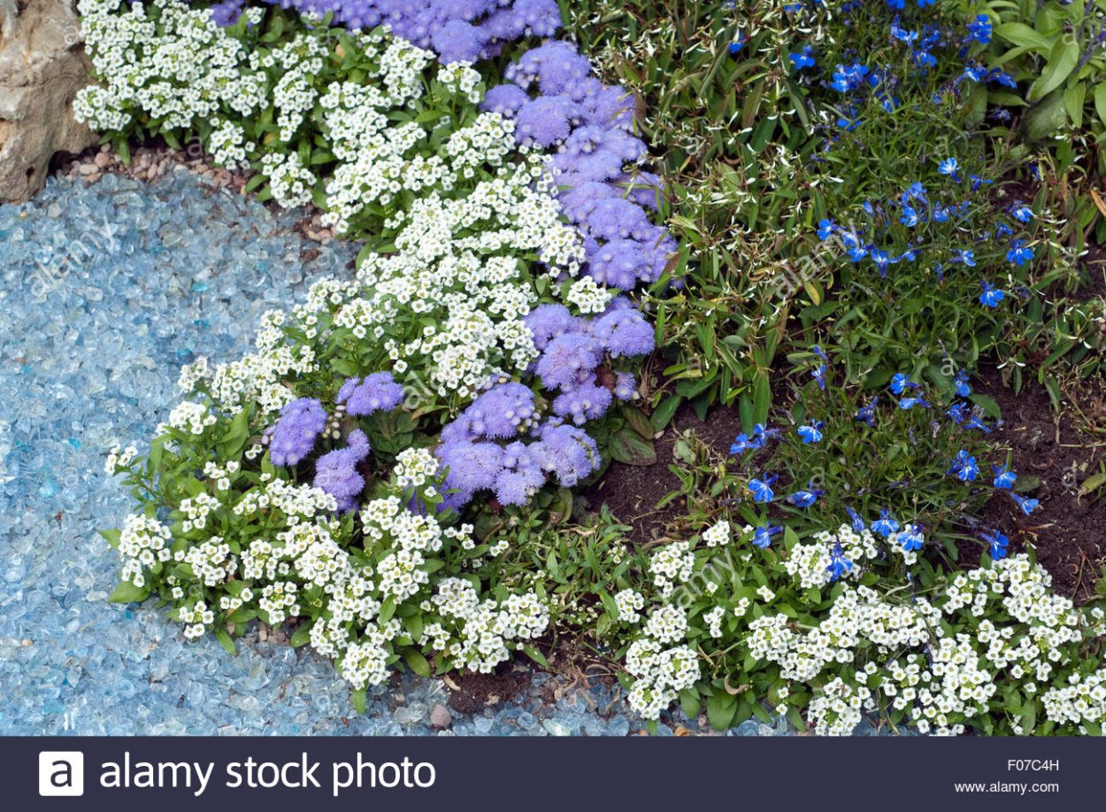 Алиссум лобулярия Каменник