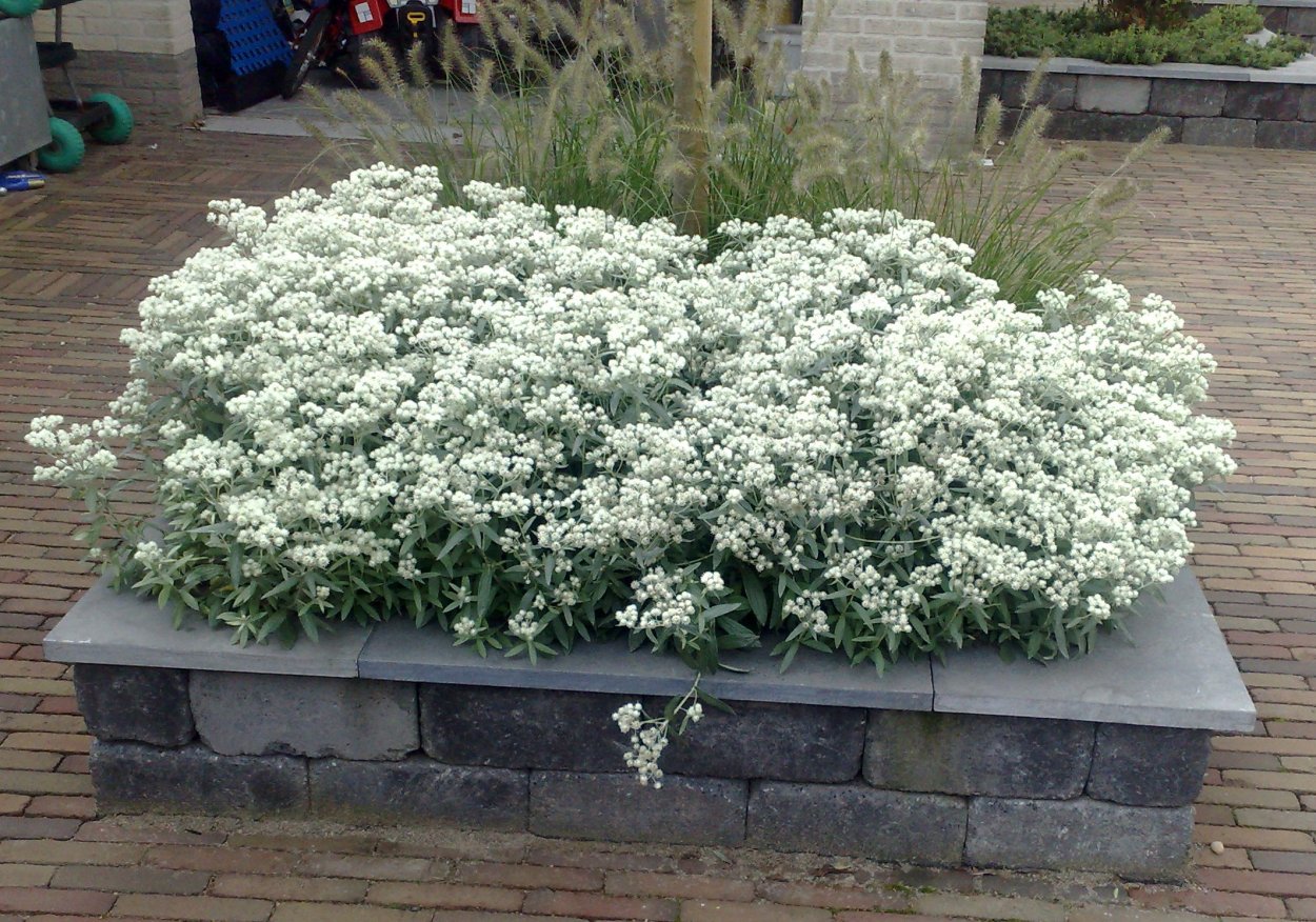 Букет "белая сирень"