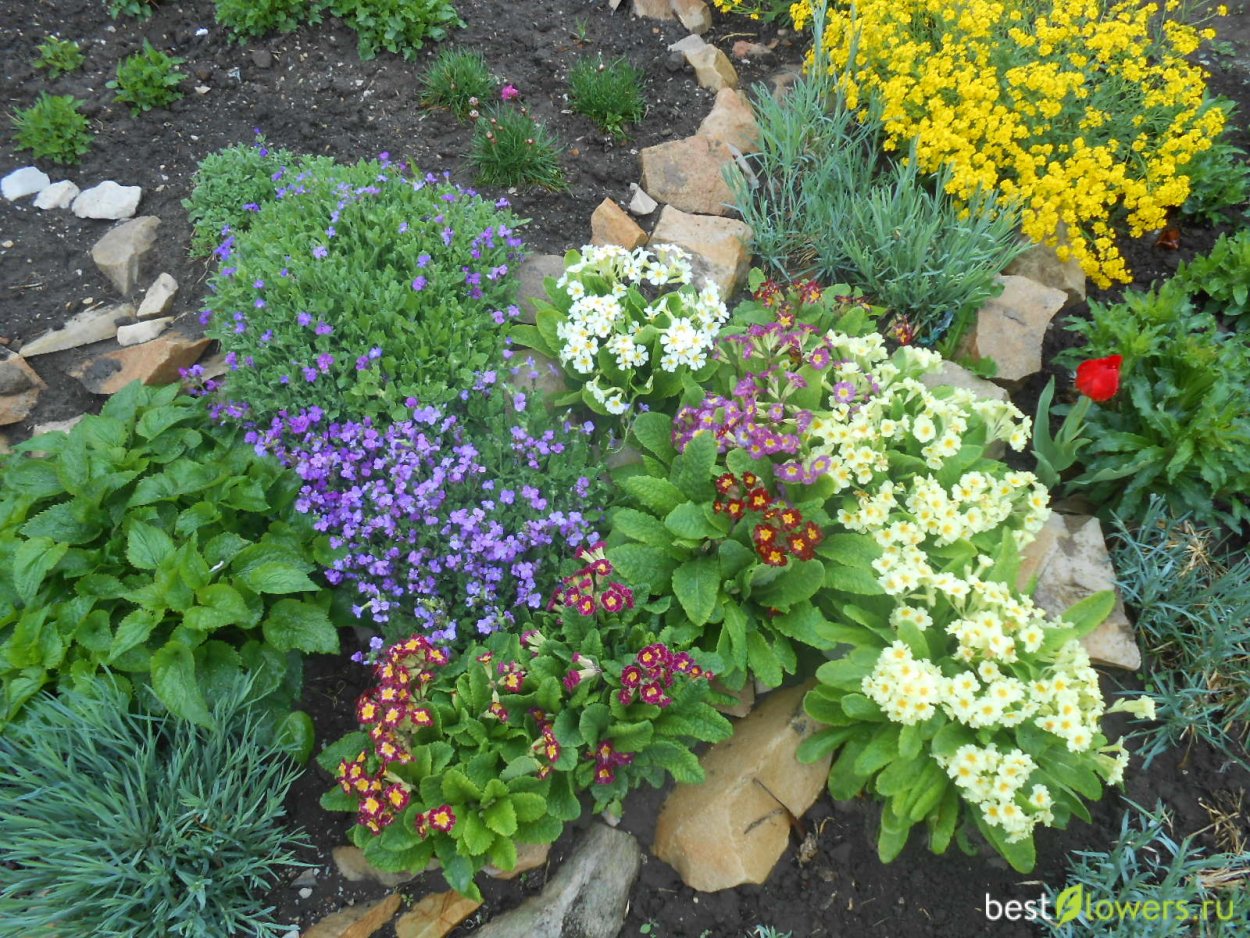 Миксбордер с гортензией