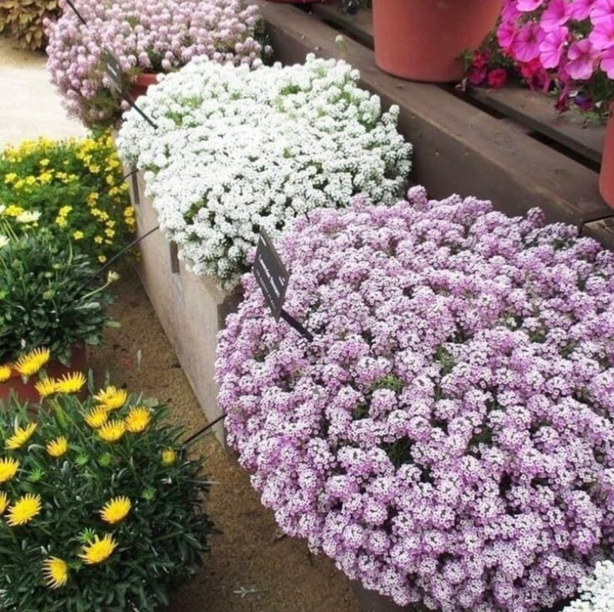 Алиссум и петуния на клумбе