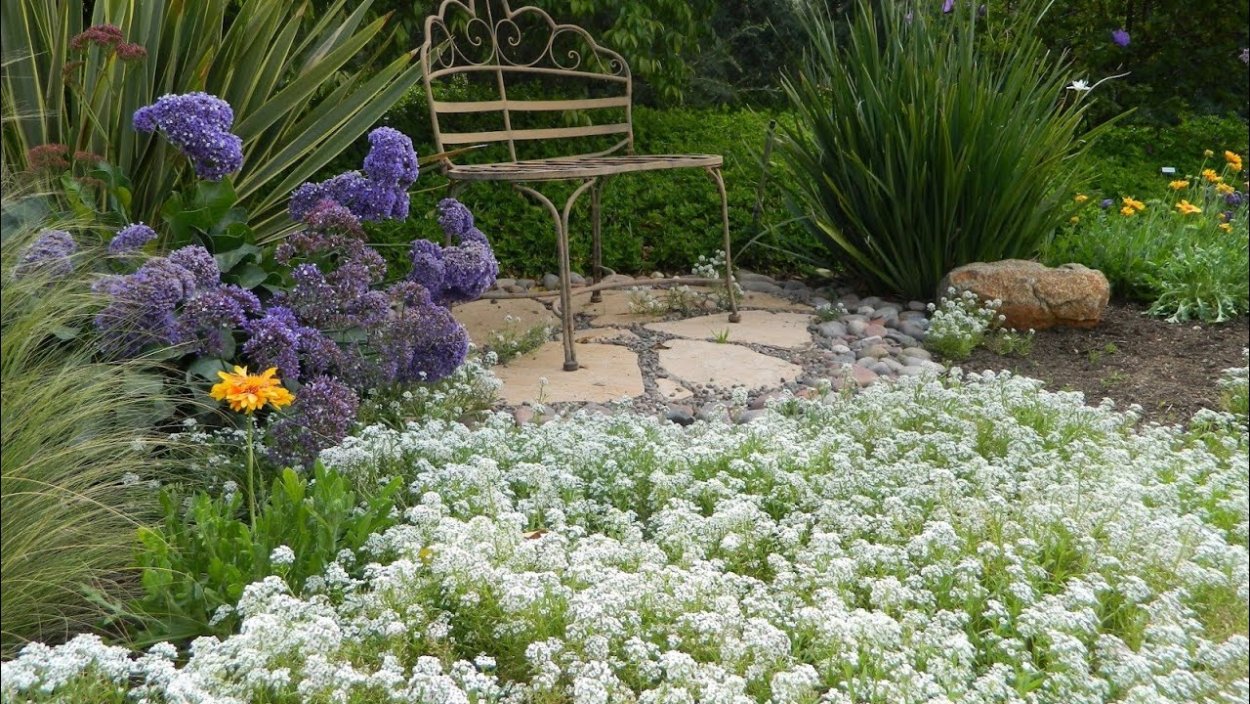 Алиссум бордюрный