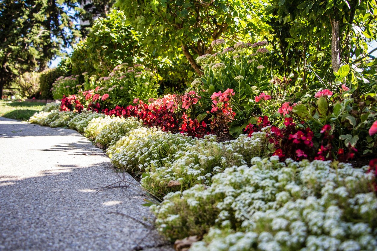 Рабатка Тунберга