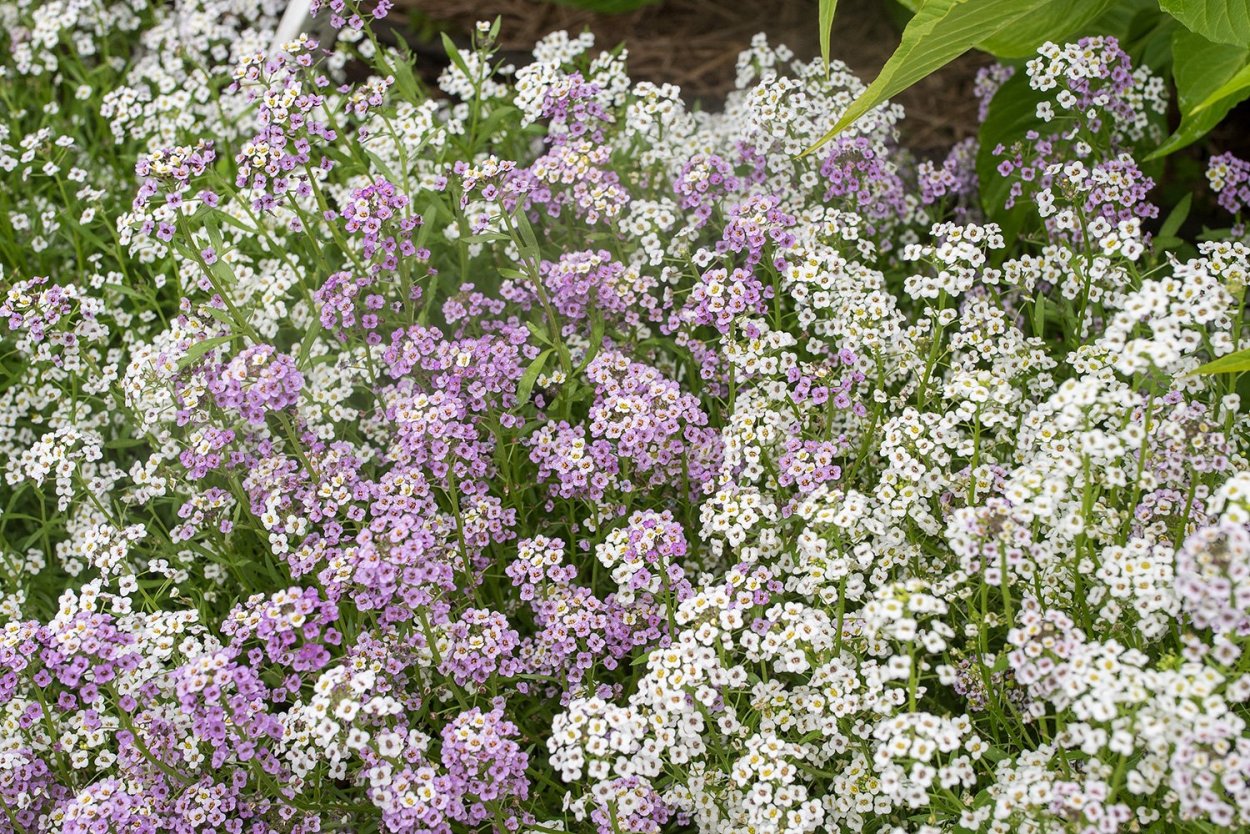 Лобулярия (Газонница)