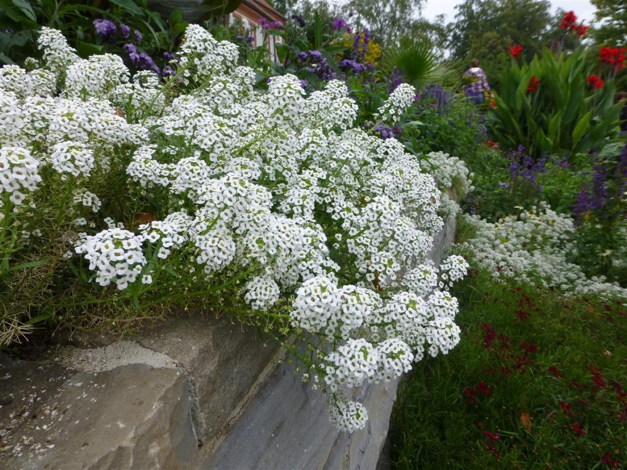 Гортензия и Флоксы