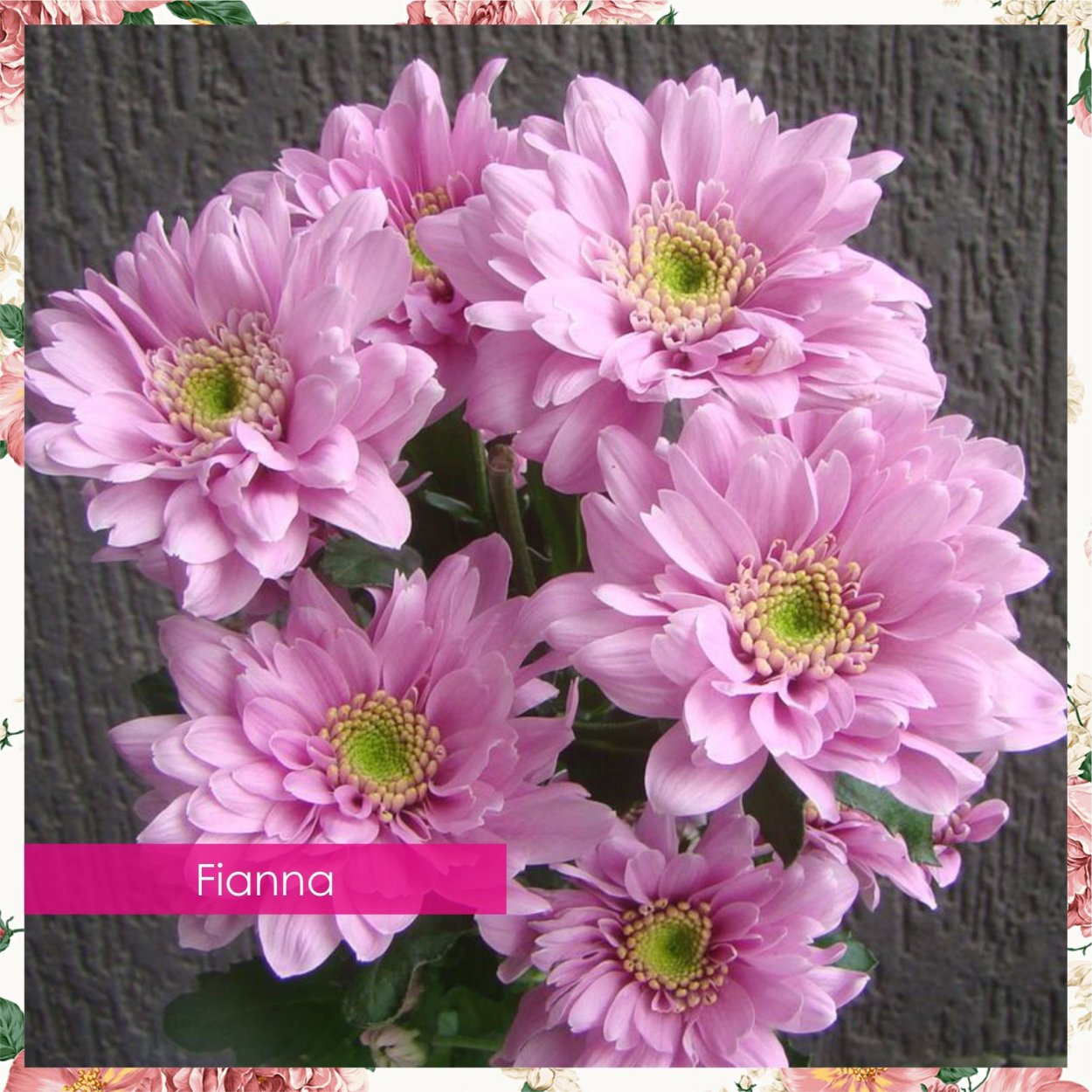 Хризантема Кеннеди Роуз