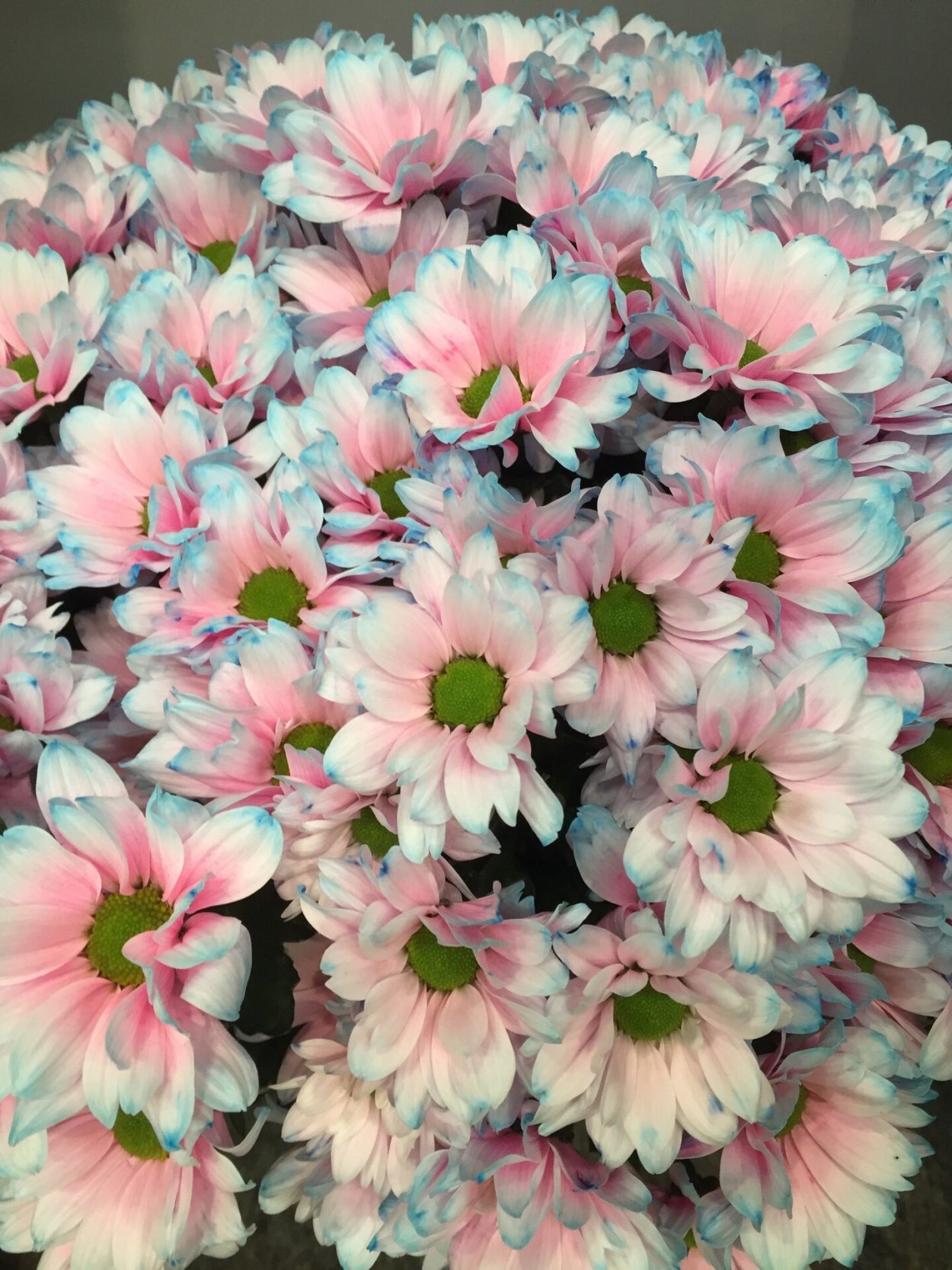 Хризантема кустовая Кеннеди