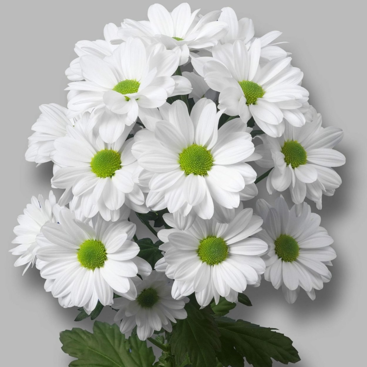 Белая Хризантема бакарди