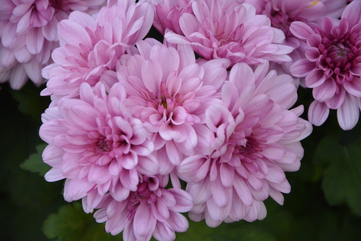 Пудровые георгины