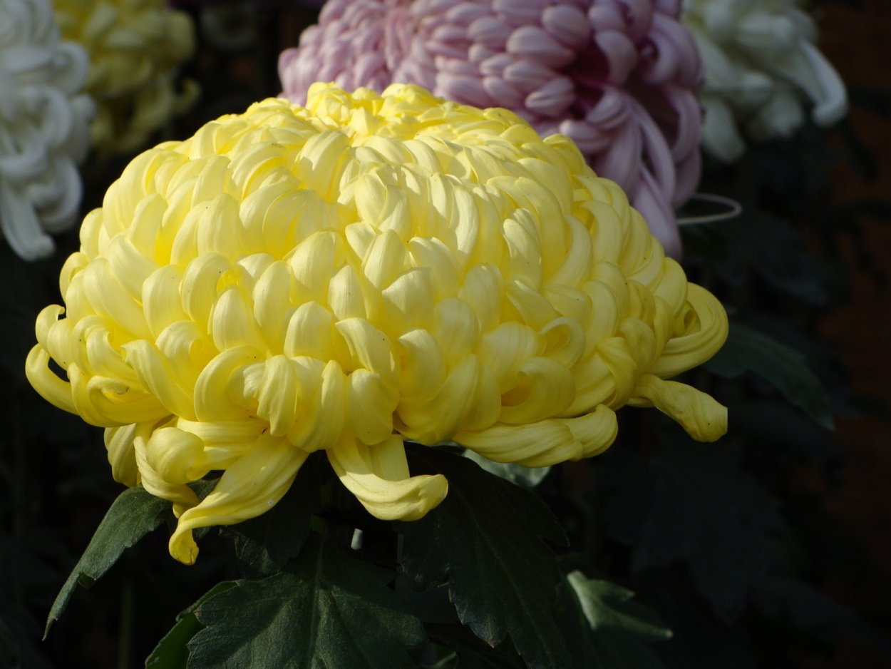 Хризантема помпон Пинк