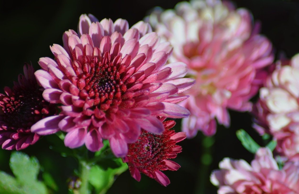 Хризантема корейская Линда