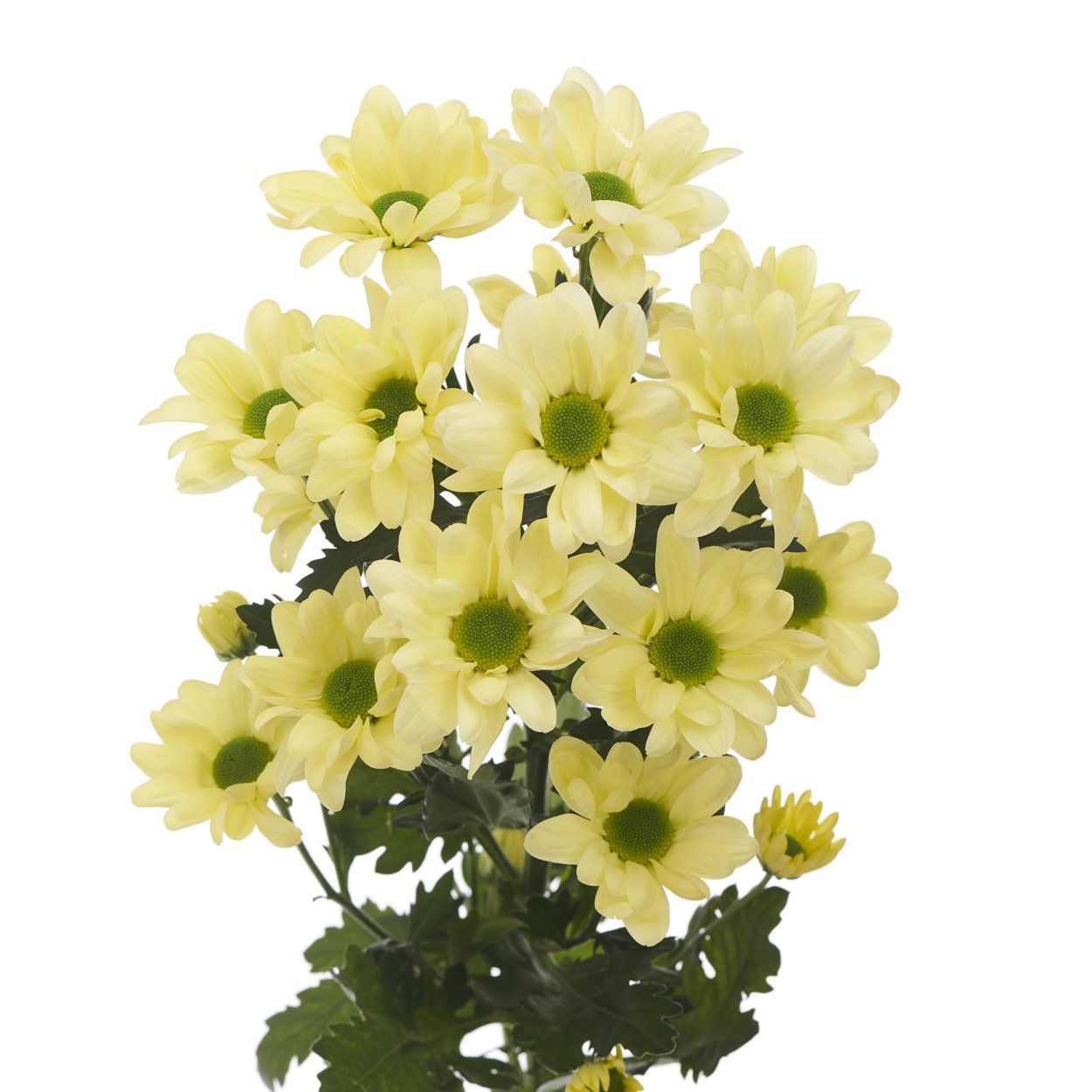 Хризантема куст Бонита