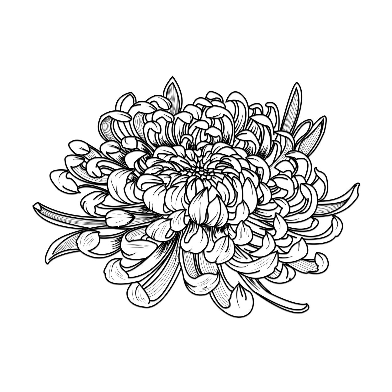 Софтон Хризантема куст