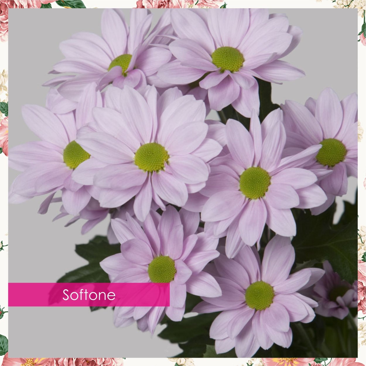 Хризантема кустовая Fianna