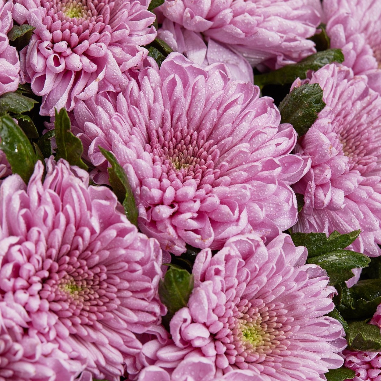 Хризантема кустовая Hamilton