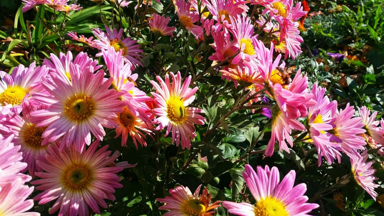 Хризантема стилизованная