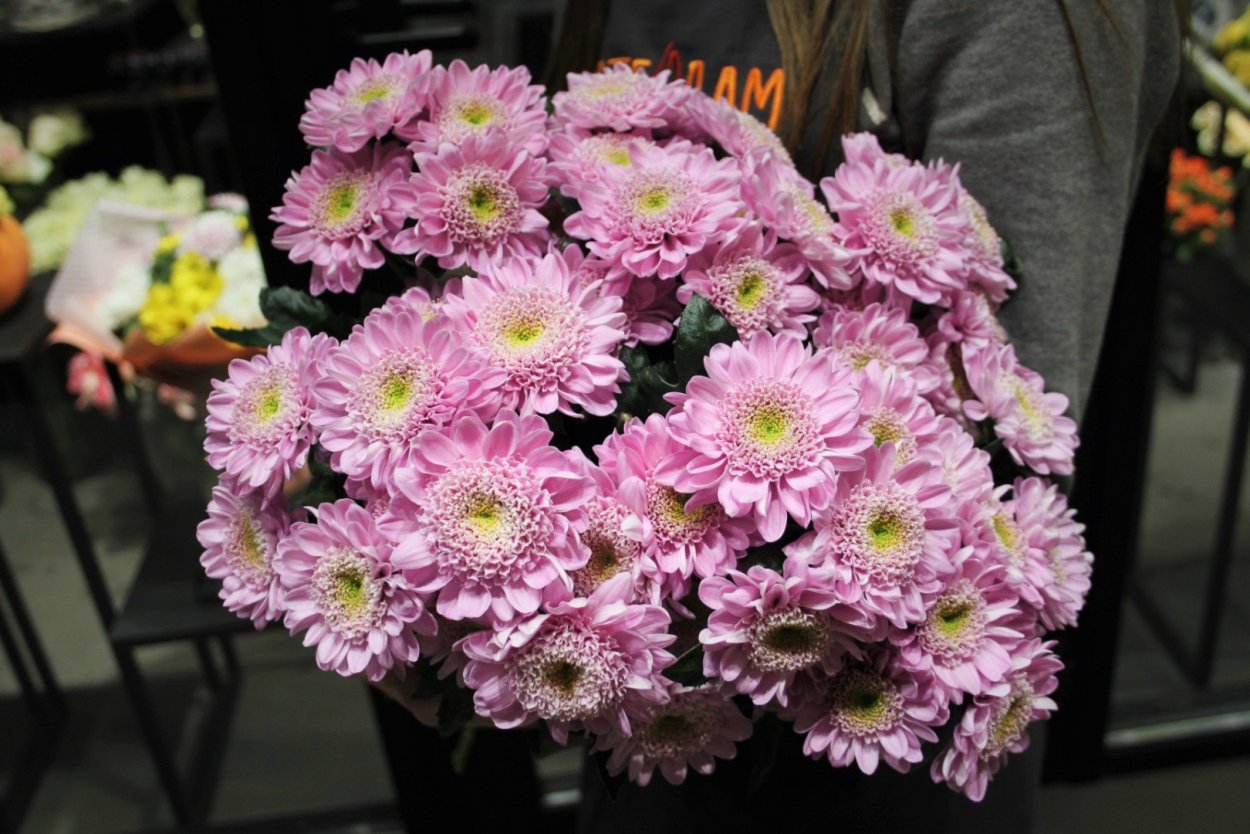 Хризантема кустовая Балтика