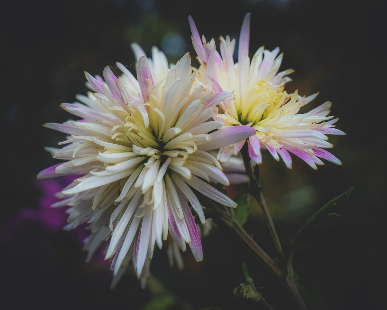 Хризантема Кристал бронз биколор