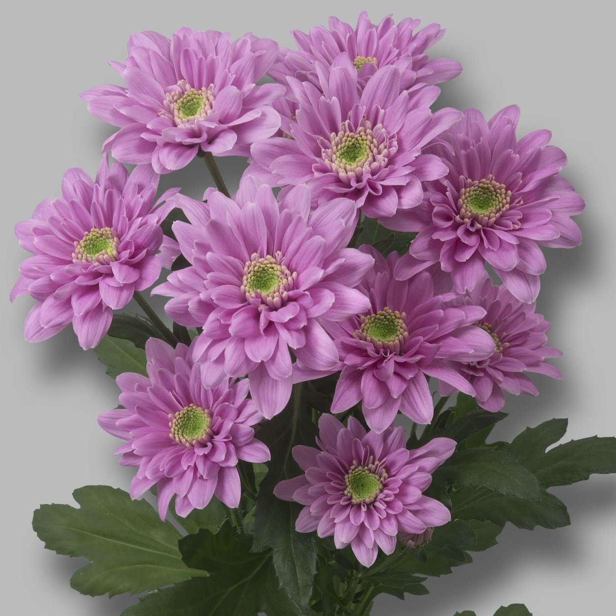 Хризантема кустовая стеллини