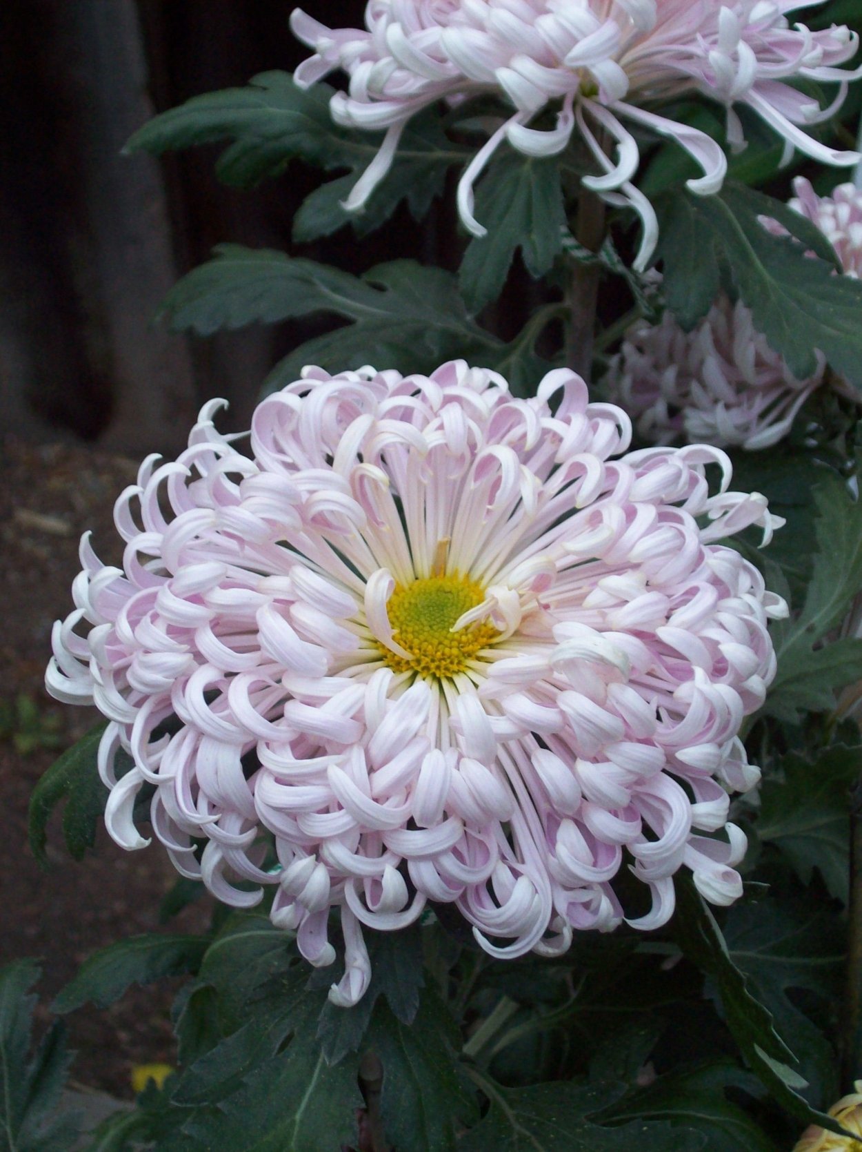 Хризантема корейская Линда