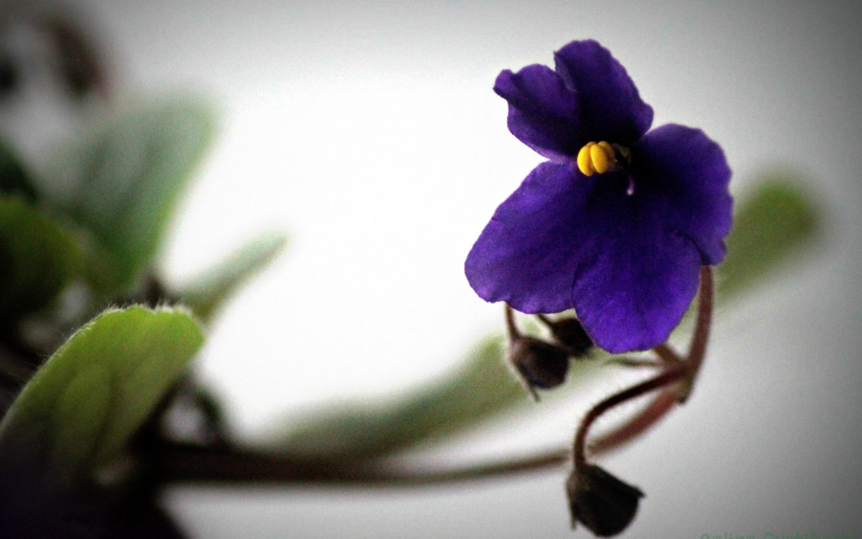 Фиалка Хасанская