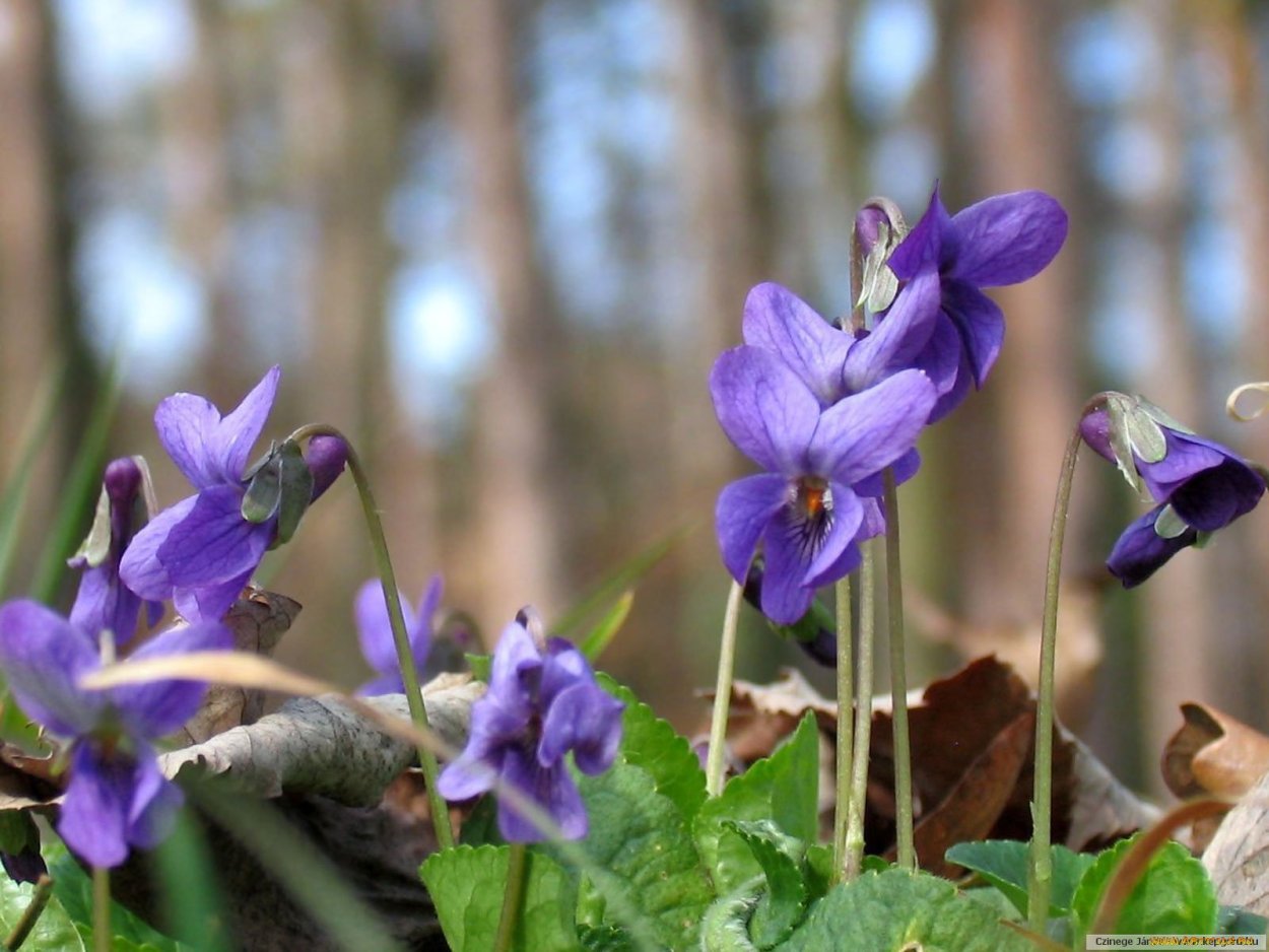 Фиалка душистая Лесная