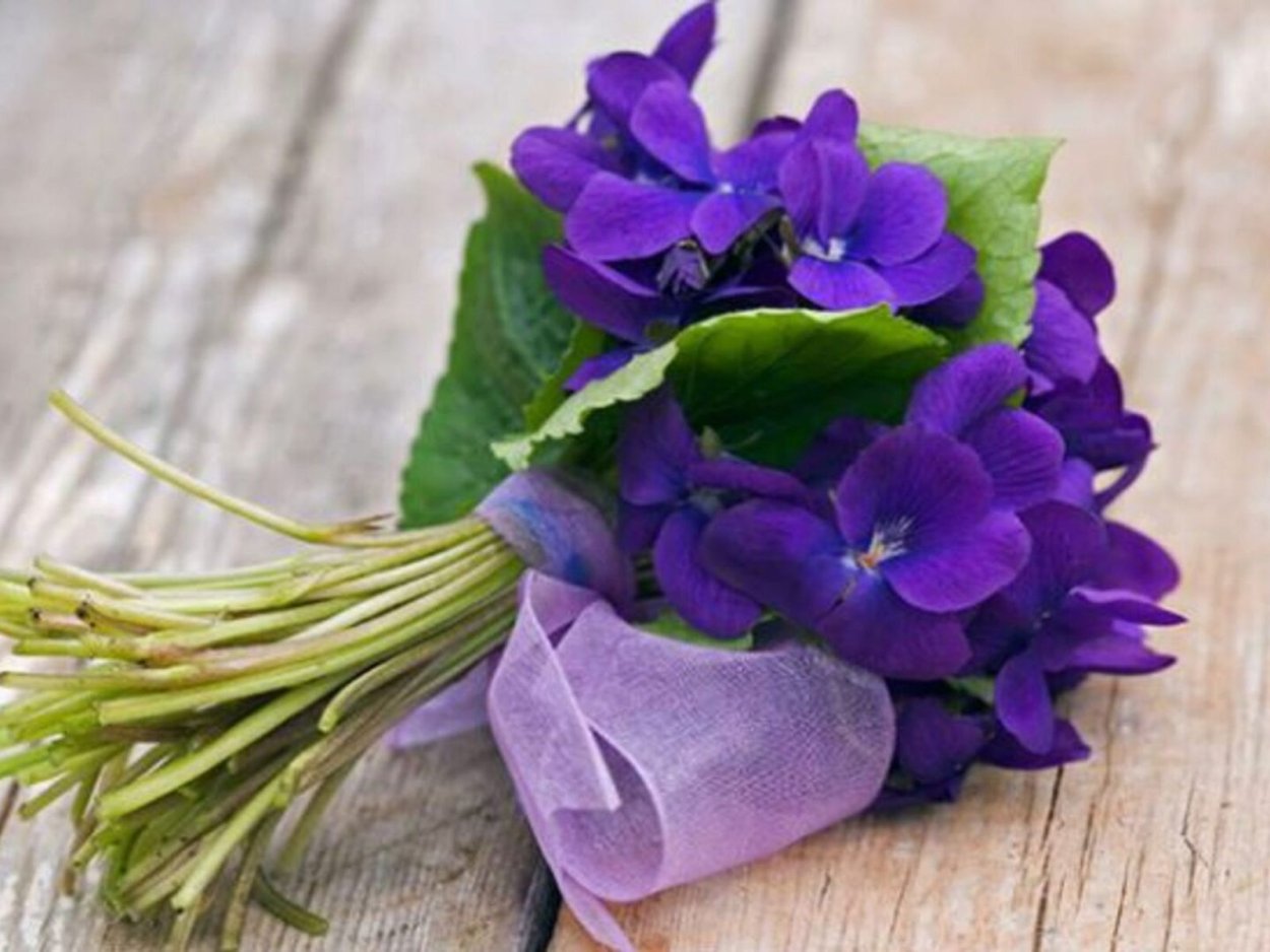 Пармские фиалки