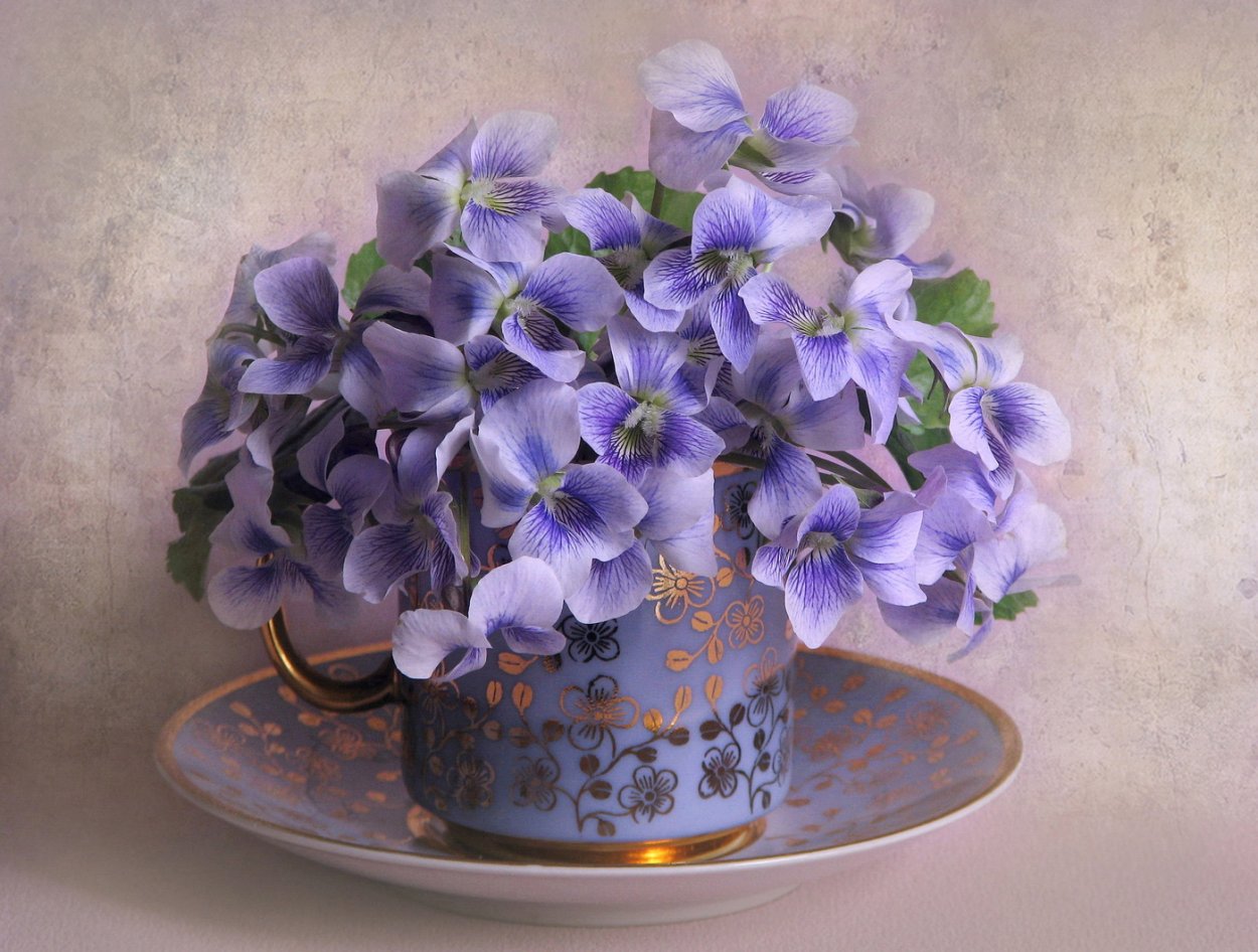 Пармская фиалка цветок