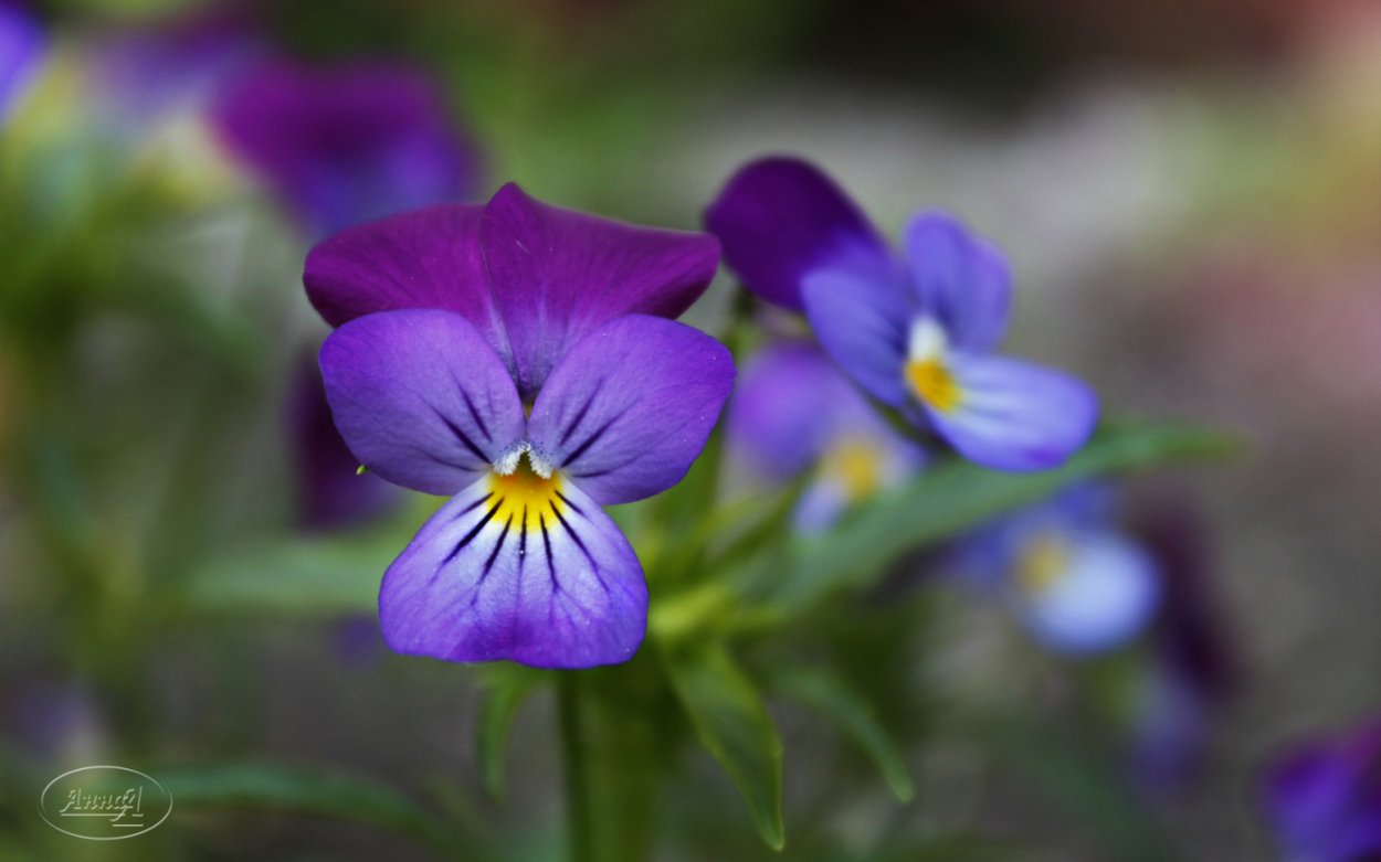 Фиалки в живописи в стиле Прованс