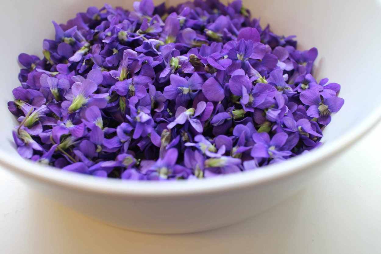 Фиалка рогатая Эдмаер деним