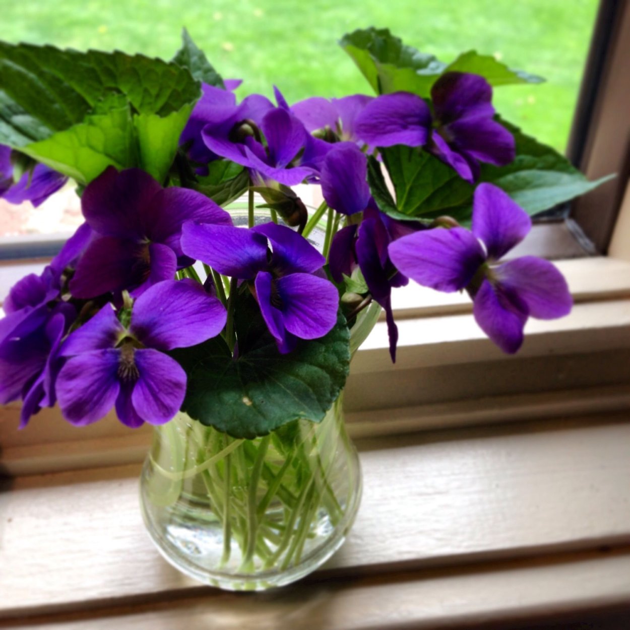 Лесные фиалки букет