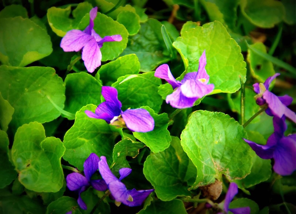 Пармские фиалки