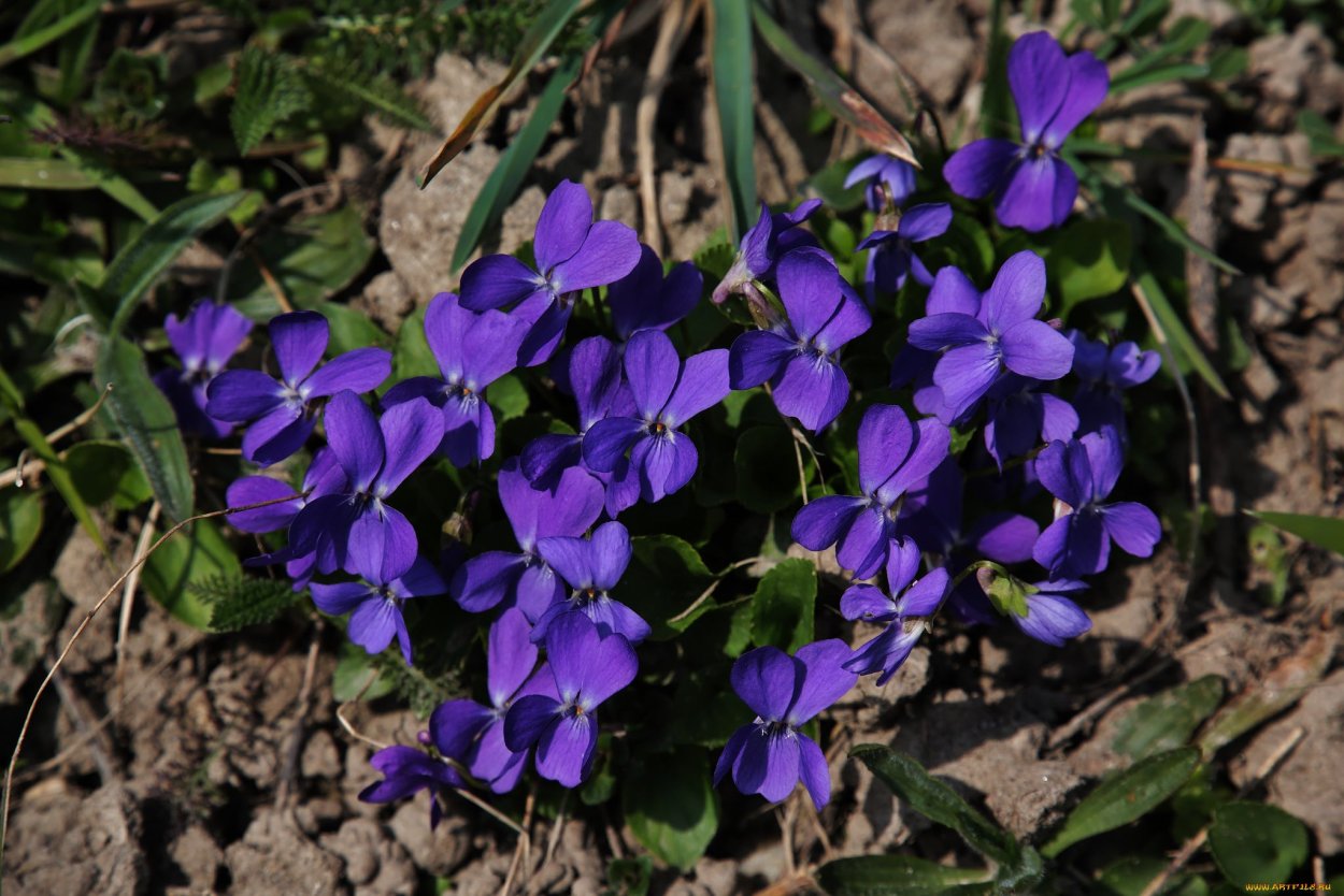 Фиалка душистая Дикая