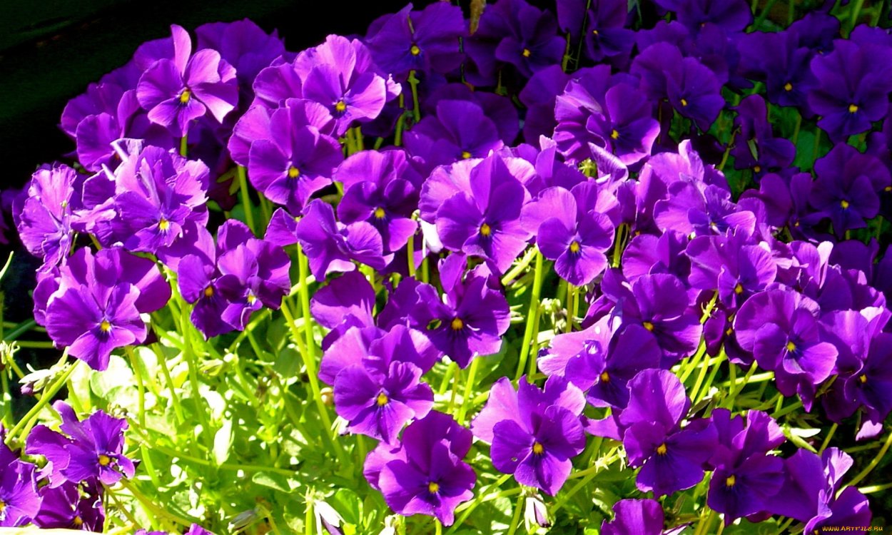 Фиалки акварелью