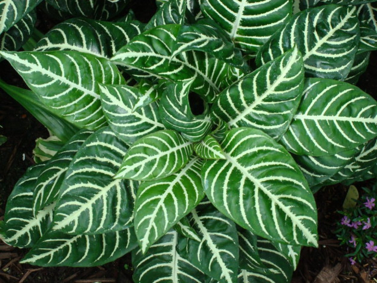 Калатея украшенная Calathea Ornata
