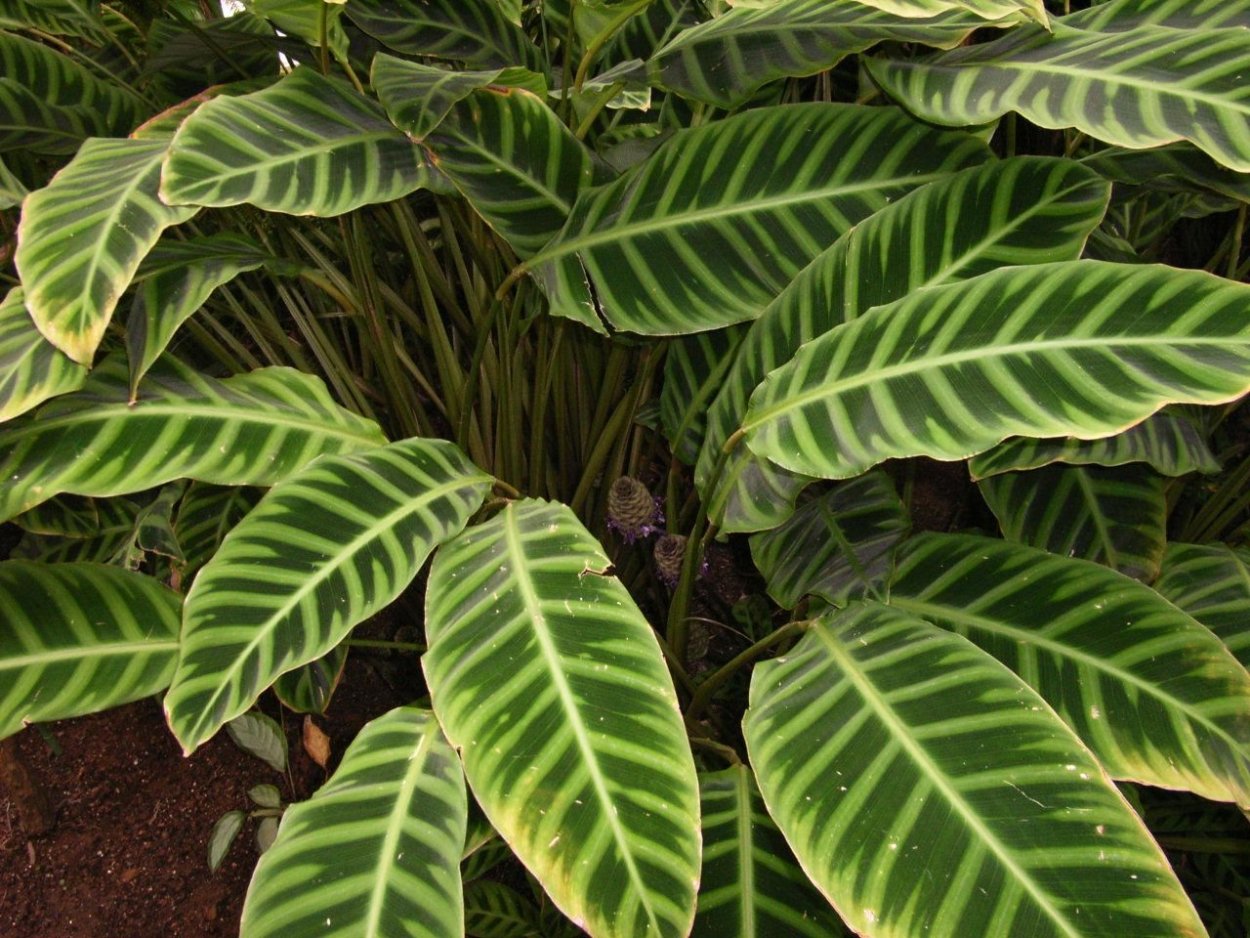 Калатея зебрина полосатая