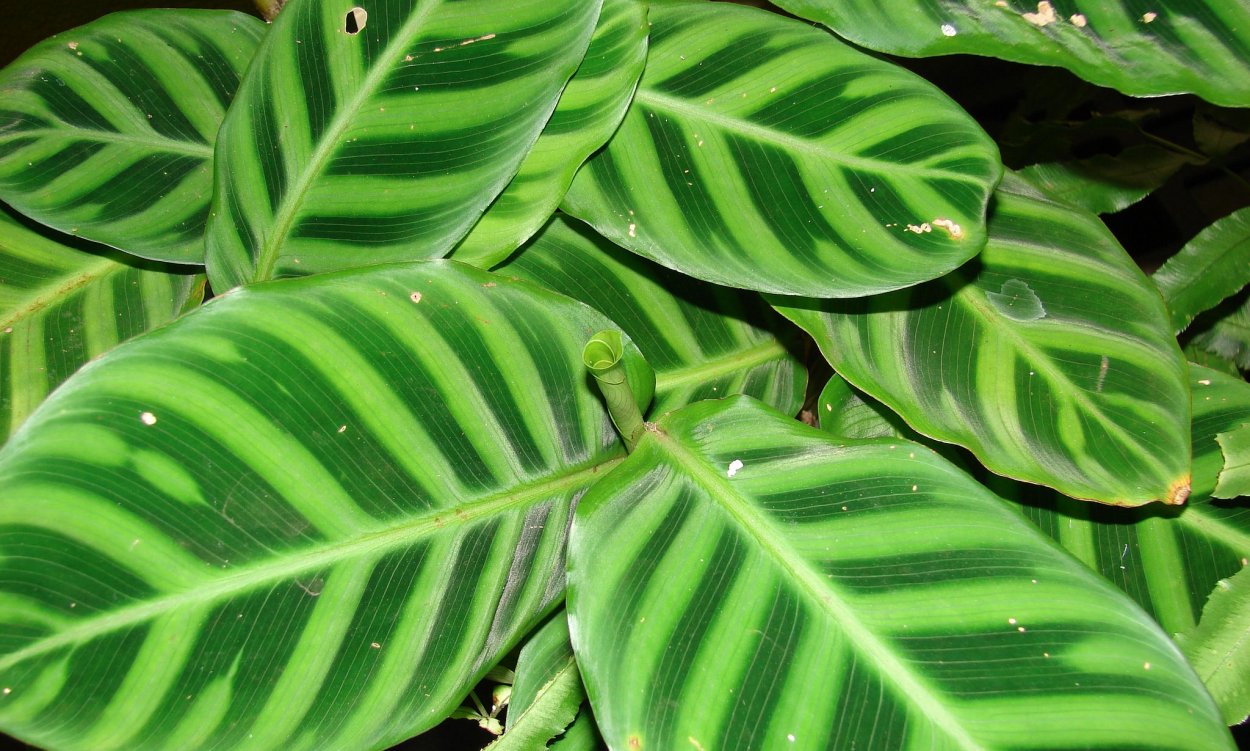 Калатея Zebrina