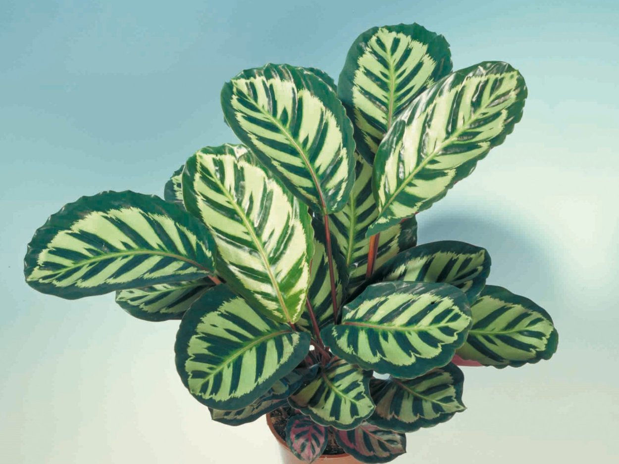 Традесканция albiflora