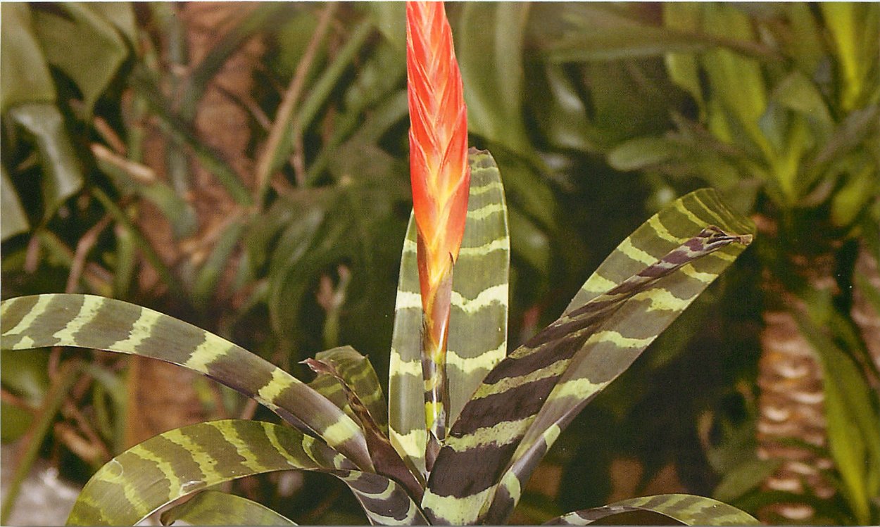 Орхидея Лудизия Танланиана