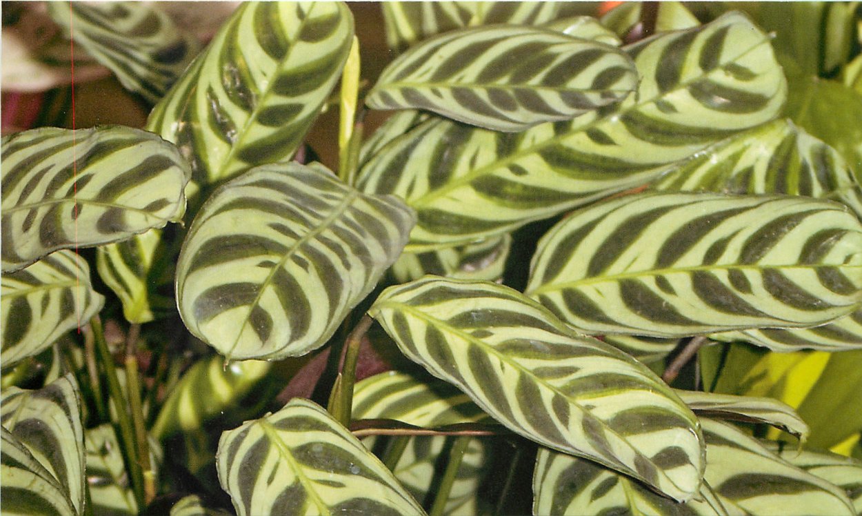 Комнатное растение с полосатыми листьями
