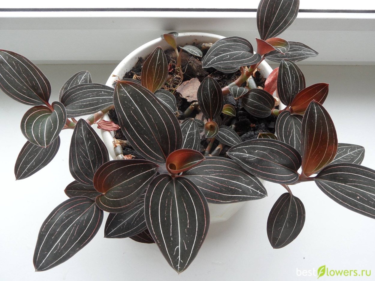 Калатея пинстрайп