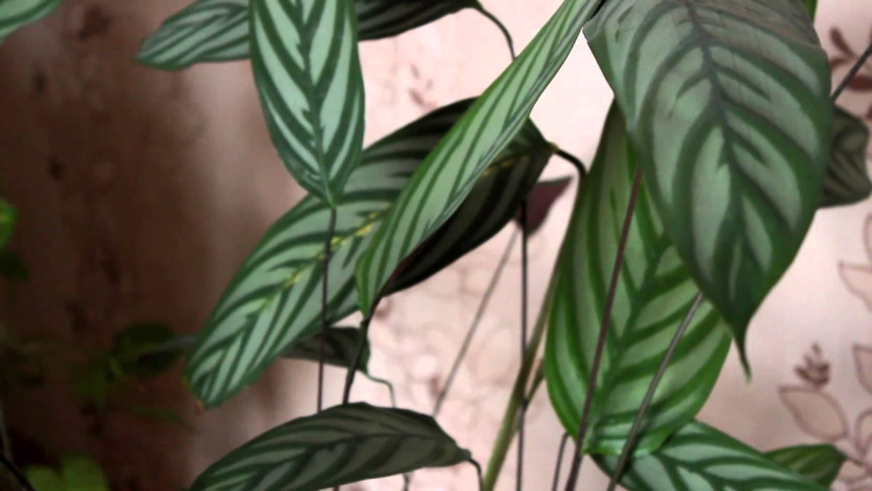 Ктенанта зелёный лист