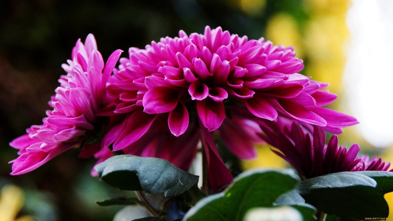 Хризантема Сноу бол