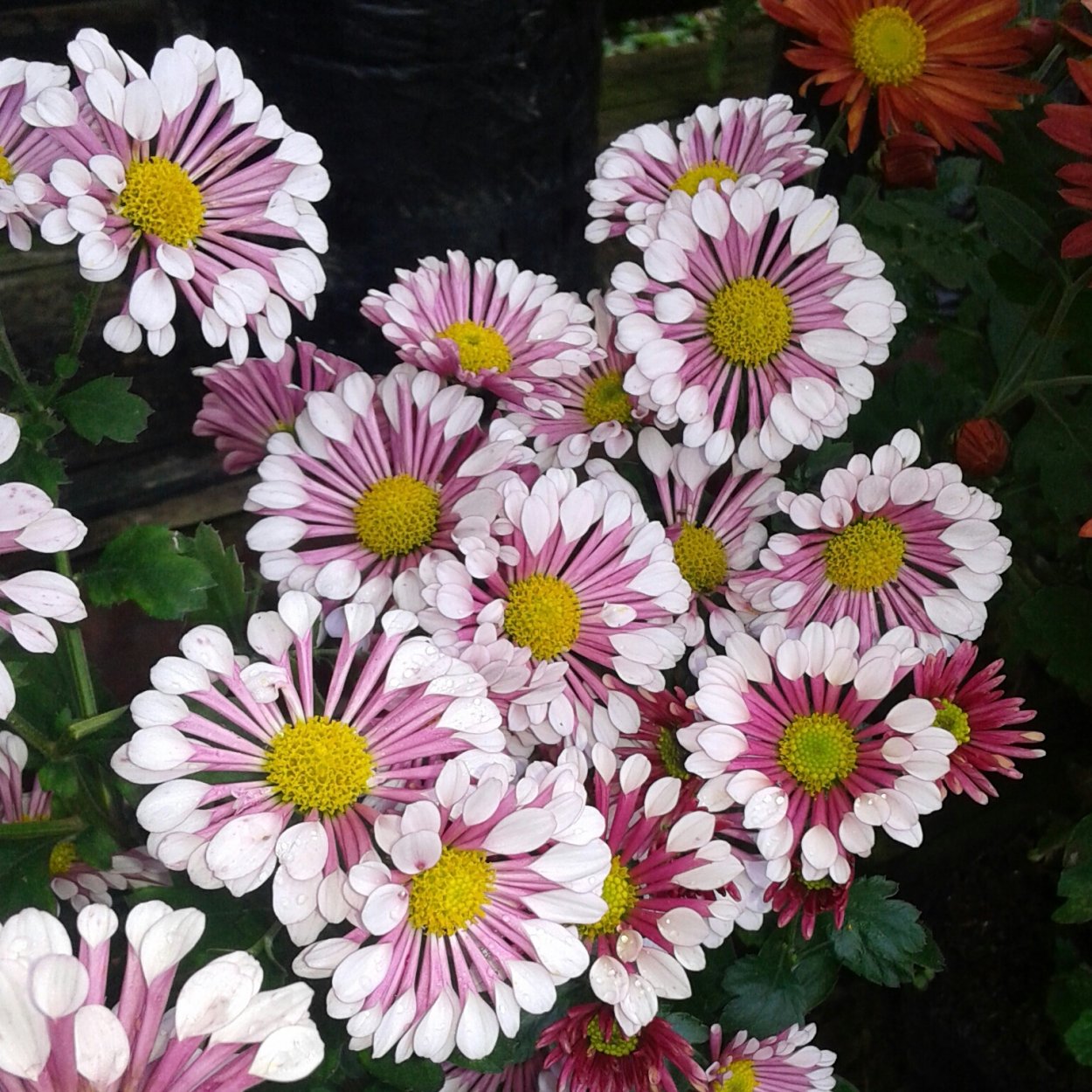 Астра китайская шаровидная