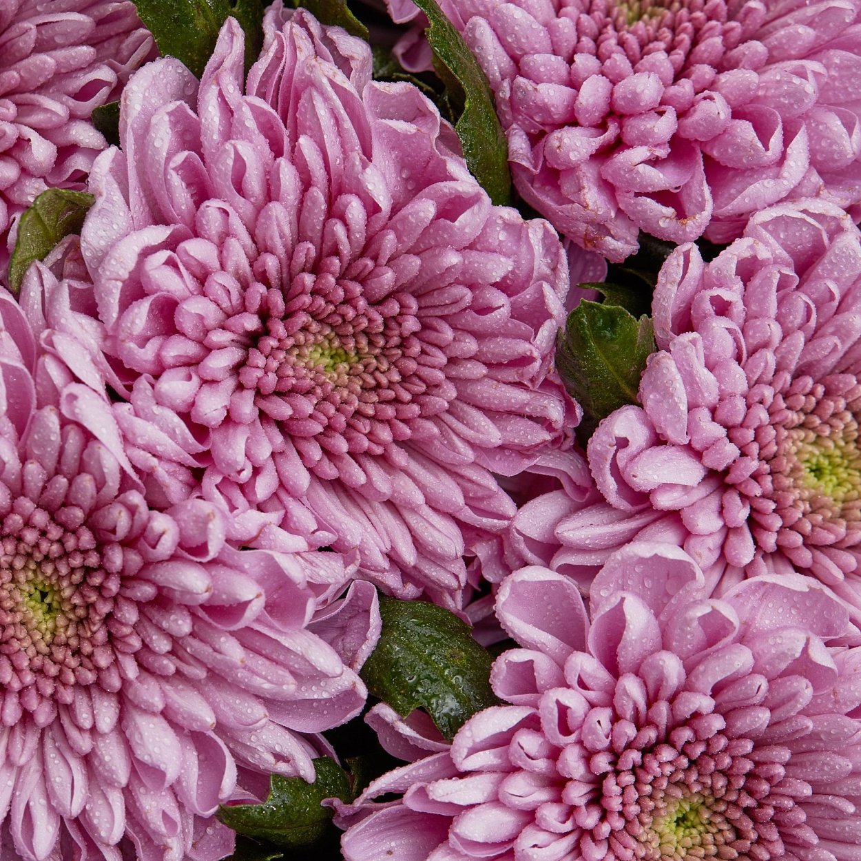 Астра гигант бордо