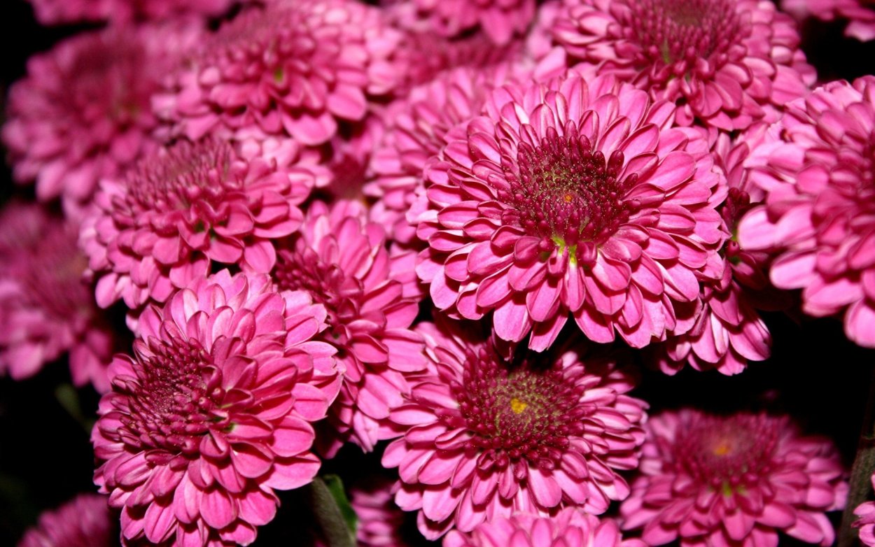 Астра Краллен