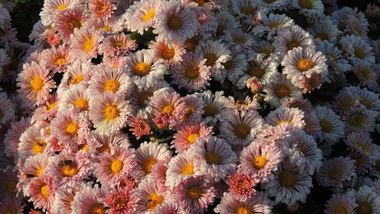 Хризантема помпон Лилак