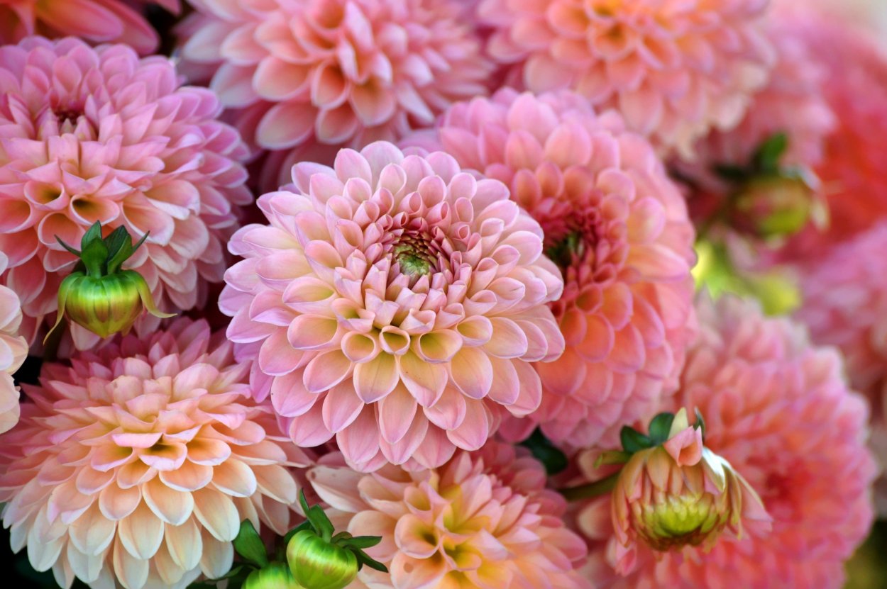 Хризантема Чусан Вайолет