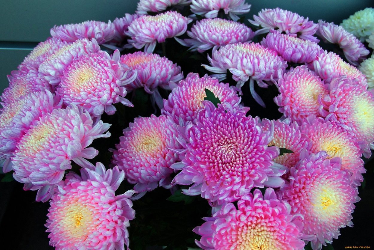 Колорфул коктейль гортензия метельчатая